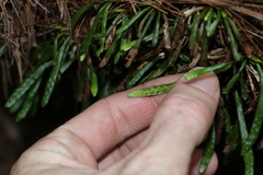 Grammitis stenophylla