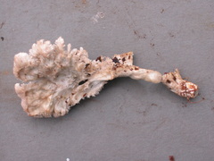 Trechisporales