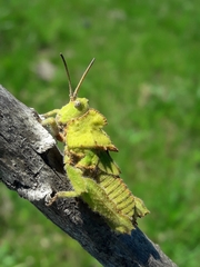 Spathalium audouinii