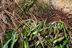 Grammitis stenophylla