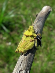 Spathalium audouinii