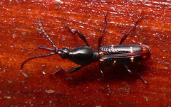 Orfilaia vulsellata