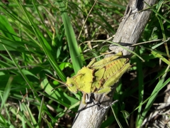 Spathalium audouinii