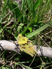 Spathalium audouinii