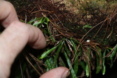 Grammitis stenophylla