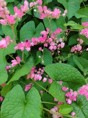 Anthophila