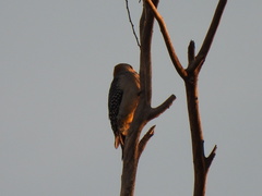 Melanerpes aurifrons
