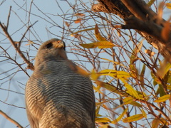 Buteo plagiatus
