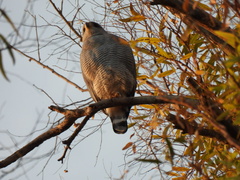 Buteo plagiatus
