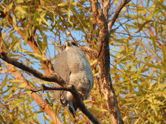 Buteo plagiatus