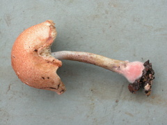 Austroboletus festivus