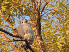 Buteo plagiatus