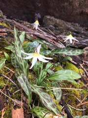 Erythronium citrinum