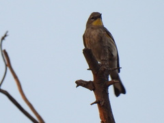Setophaga coronata auduboni