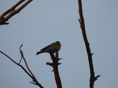 Setophaga coronata auduboni