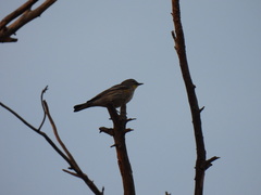 Setophaga coronata auduboni