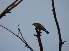 Setophaga coronata auduboni