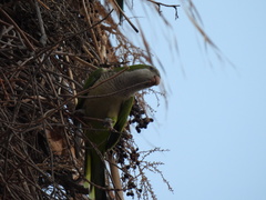 Myiopsitta monachus