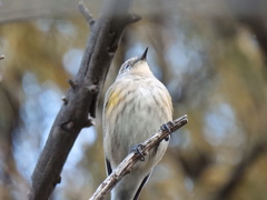 Setophaga coronata