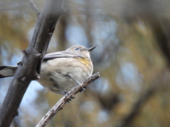 Setophaga coronata