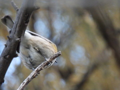 Setophaga coronata