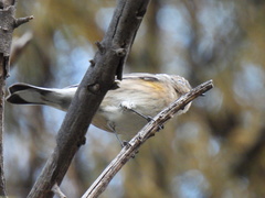 Setophaga coronata