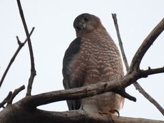 Accipiter cooperii