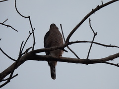 Accipiter cooperii