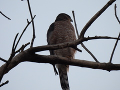 Accipiter cooperii