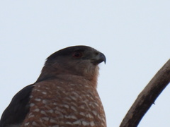 Accipiter cooperii