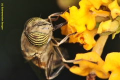 Eristalinus taeniops