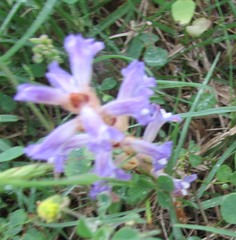 Phelipanche nana