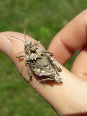 Spathalium audouinii