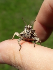 Spathalium audouinii