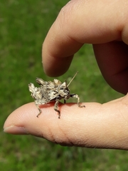 Spathalium audouinii