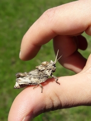 Spathalium audouinii