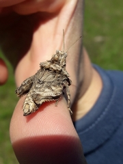 Spathalium audouinii