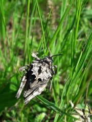 Spathalium audouinii