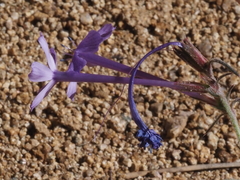 Ipomopsis thurberi