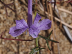 Ipomopsis thurberi