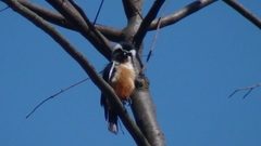 Microhierax caerulescens