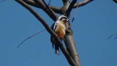Microhierax caerulescens