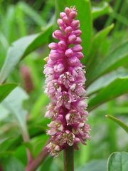 Phytolacca bogotensis