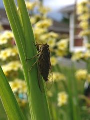 Cicadettini