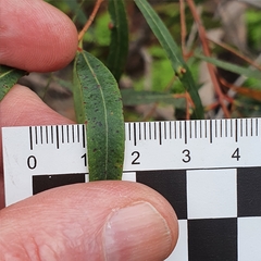 Angophora bakeri