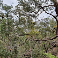 Angophora bakeri
