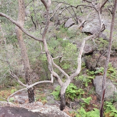 Angophora bakeri