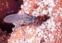 Fucellia costalis