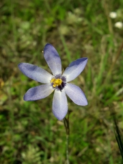 Calydorea charruana