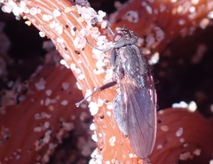 Fucellia costalis